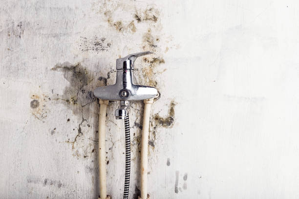 Trusted Three Lakes, WA Mold Remediation Experts