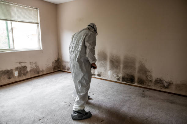 Best Industrial Mold Remediation in Three Lakes, WA