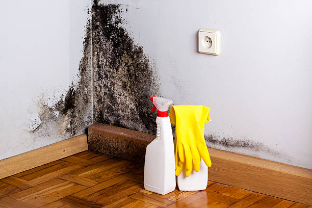 Best Bathroom Mold Remediation in Three Lakes, WA