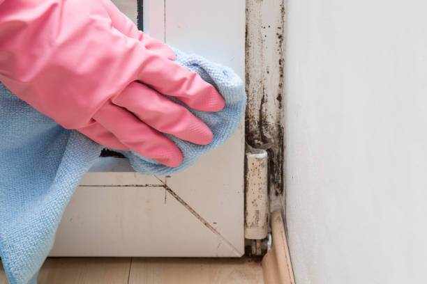 Best Localized Mold Remediation (e.g., coastal areas, humid climates) in Three Lakes, WA